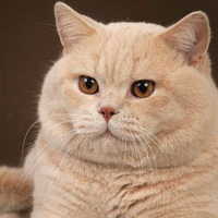 Кремовый окрас британских кошек, бежевый, персиковый. Бежевые британцы фото. Британские кремовые коты фото. Британские котята кремового окраса. Британец персикового цвета фото. Бежеаве британцы  